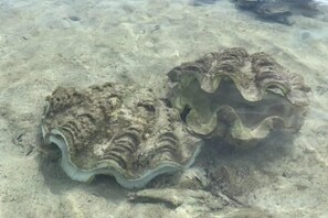 Two large, wavy-edged shells on a sandy seabed. - Koh Man Klang (Klaeng)