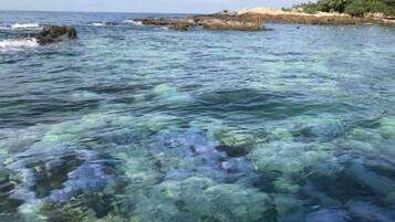 A coastal view with clear water, rocky shore, and vegetation.
