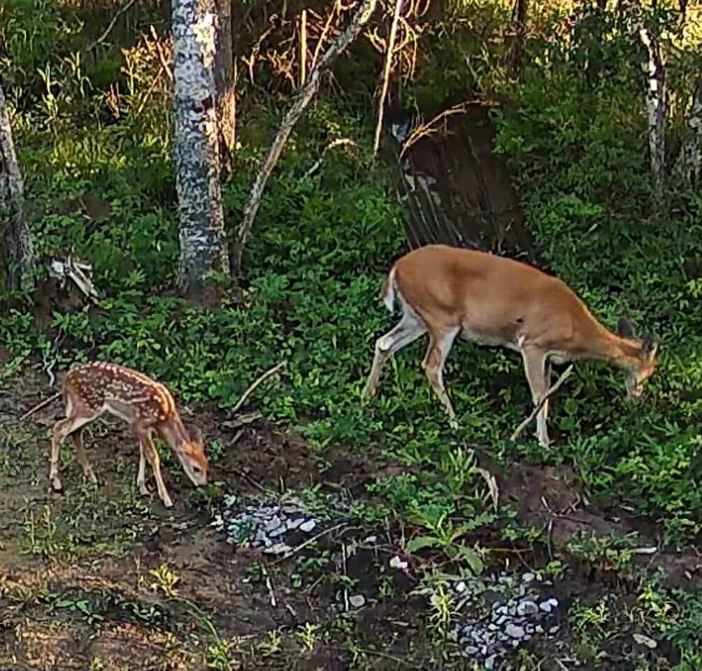 A deer grazing in a forested area with dense vegetation and trees.