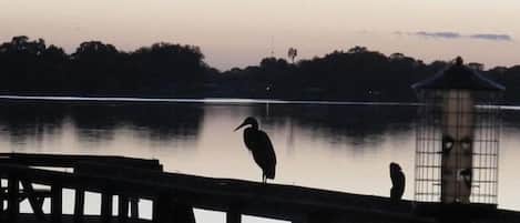 A pier with a railing, a bird, and a structure with a grid-like pattern.