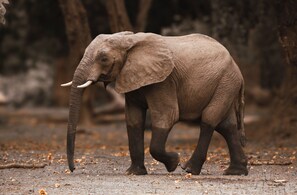 Miscellaneous - Nzovu Rundu Luxury Camp (Kalomo)