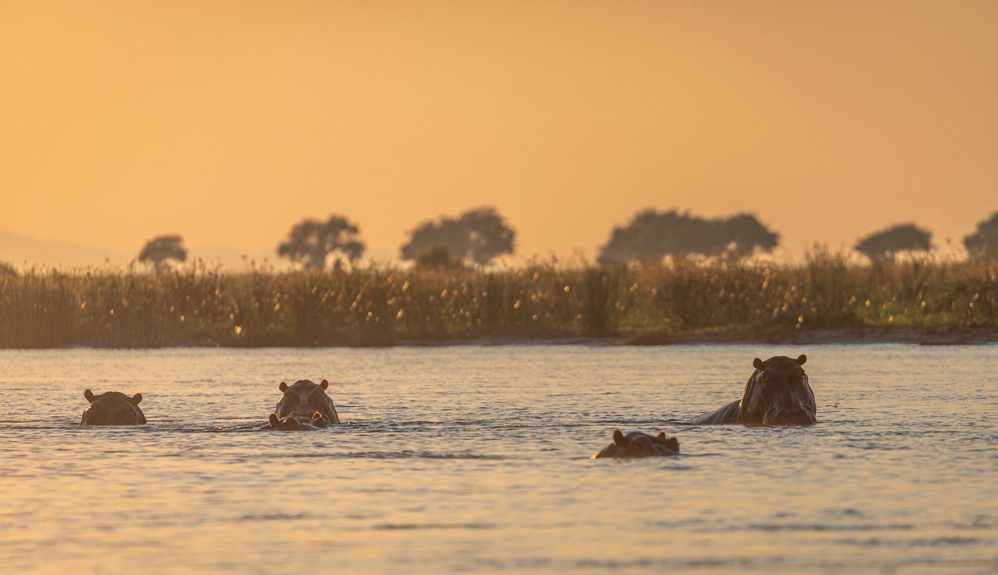 Hipopotamos en el agua con un atardecer de fondo.