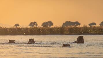 Hipopotamos en el agua con un atardecer de fondo.
