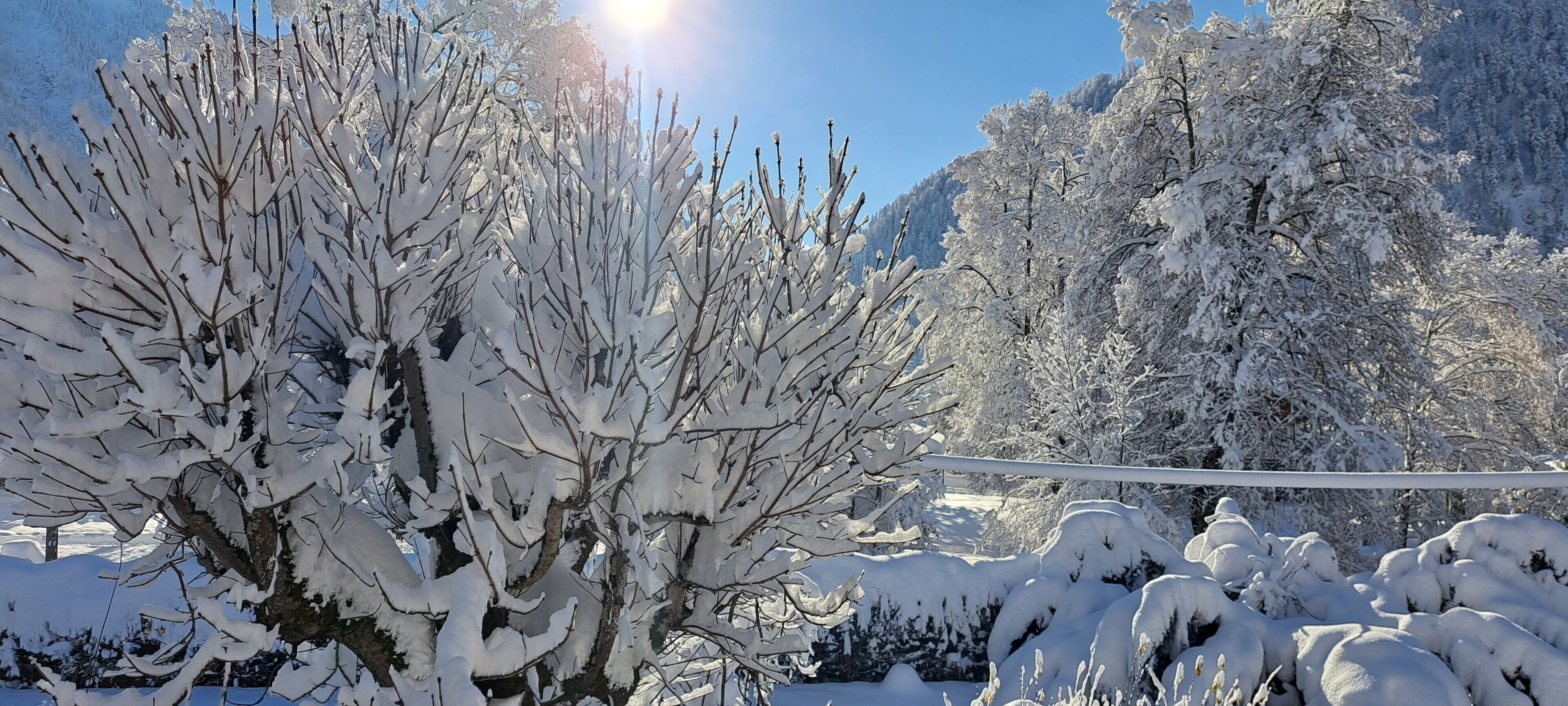 Schneebedeckte Landschaft mit Bäumen und blauem Himmel.