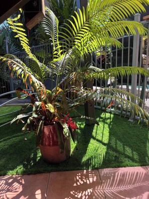 Property grounds - Oasis leafy Whitfield (Whitfield)