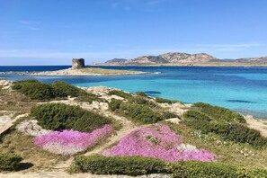 Eine Küstenlandschaft mit einem historischen Turm, klarem, blauem Wasser und leuchtend rosa Blüten.