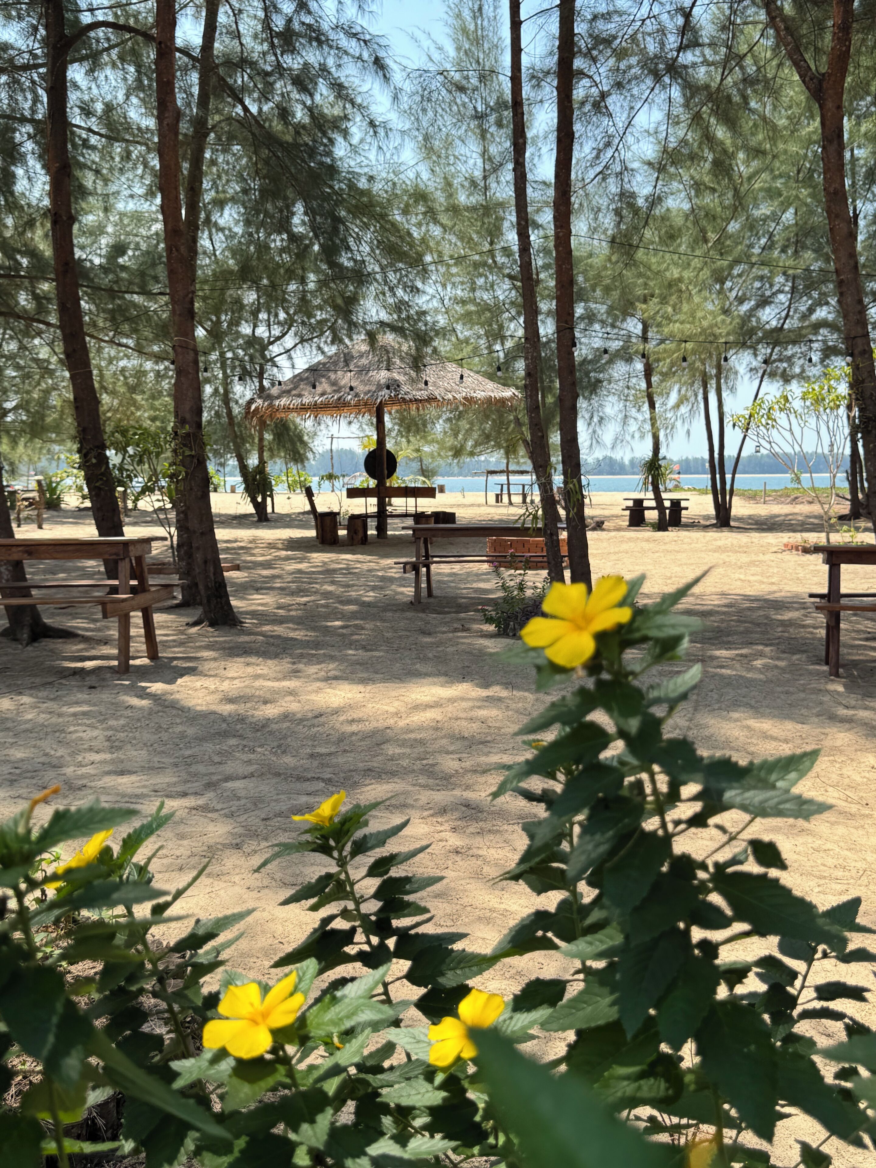 A beach setting with wooden benches and picnic tables, surrounded by tall trees and a thatched-roof structure.