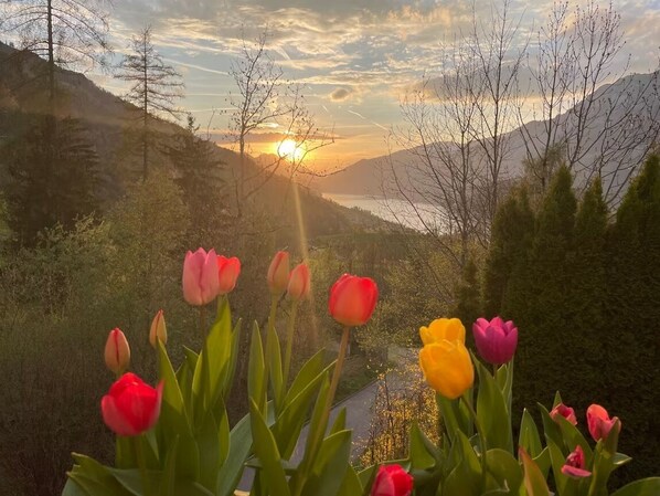 Un paysage représentant un coucher de soleil, des montagnes et des tulipes au premier plan.