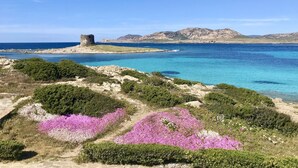 A coastal landscape with a historic tower, clear blue waters, and vibrant pink flowers.