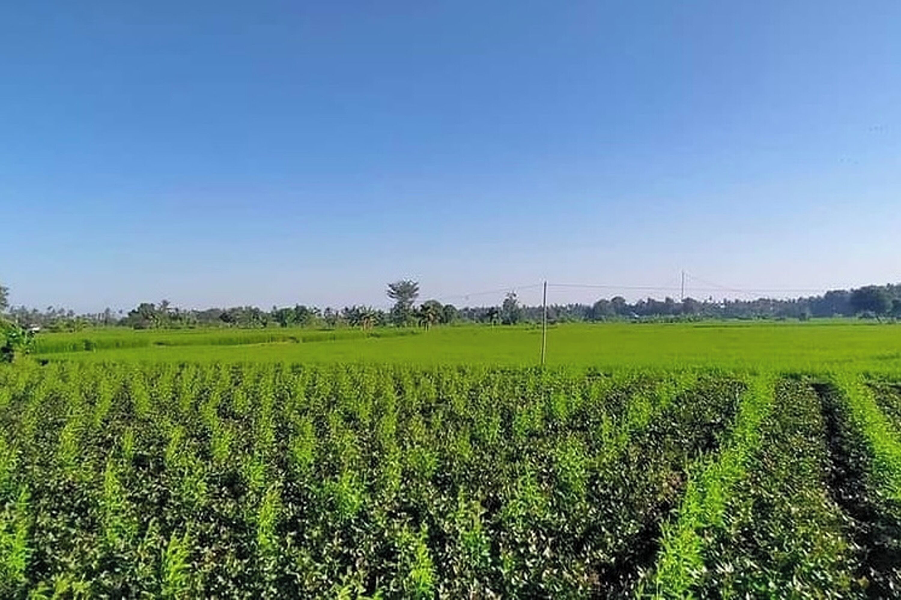 A vast agricultural field with rows of crops under a clear blue sky.
