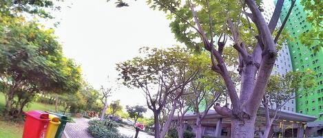 A pathway lined with trees and a green building in the background.