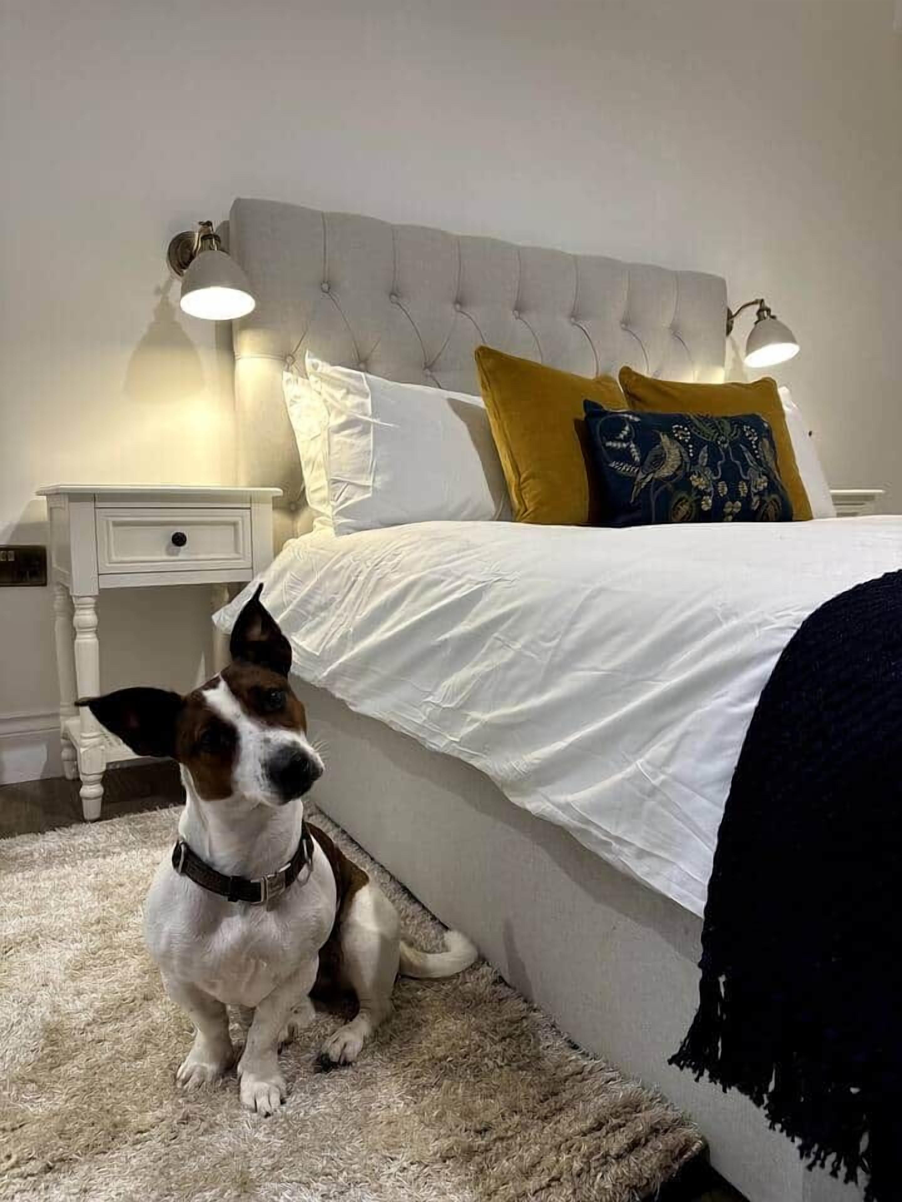 Een slaapkamer met een gestoffeerd hoofdeinde, een wit bed, een nachtkastje en een hond die op de vloer zit.