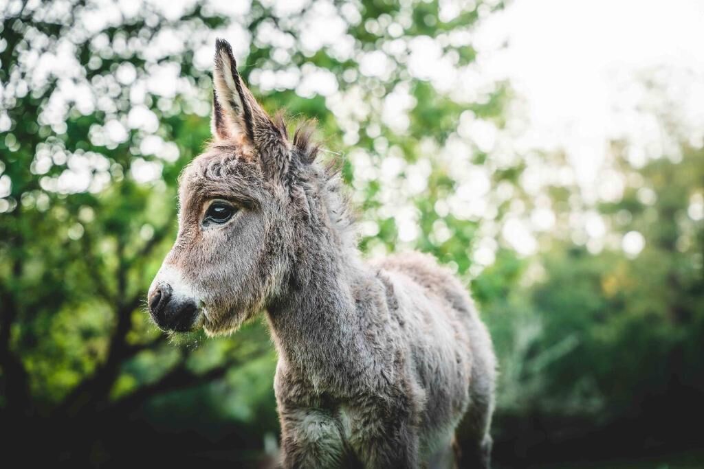 Un burro en un entorno natural, con árboles al fondo.