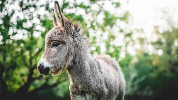 Un burro en un entorno natural, con árboles al fondo.