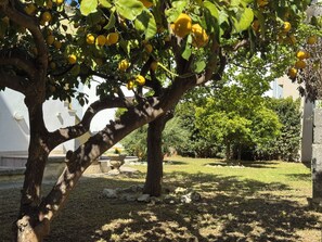 Taman