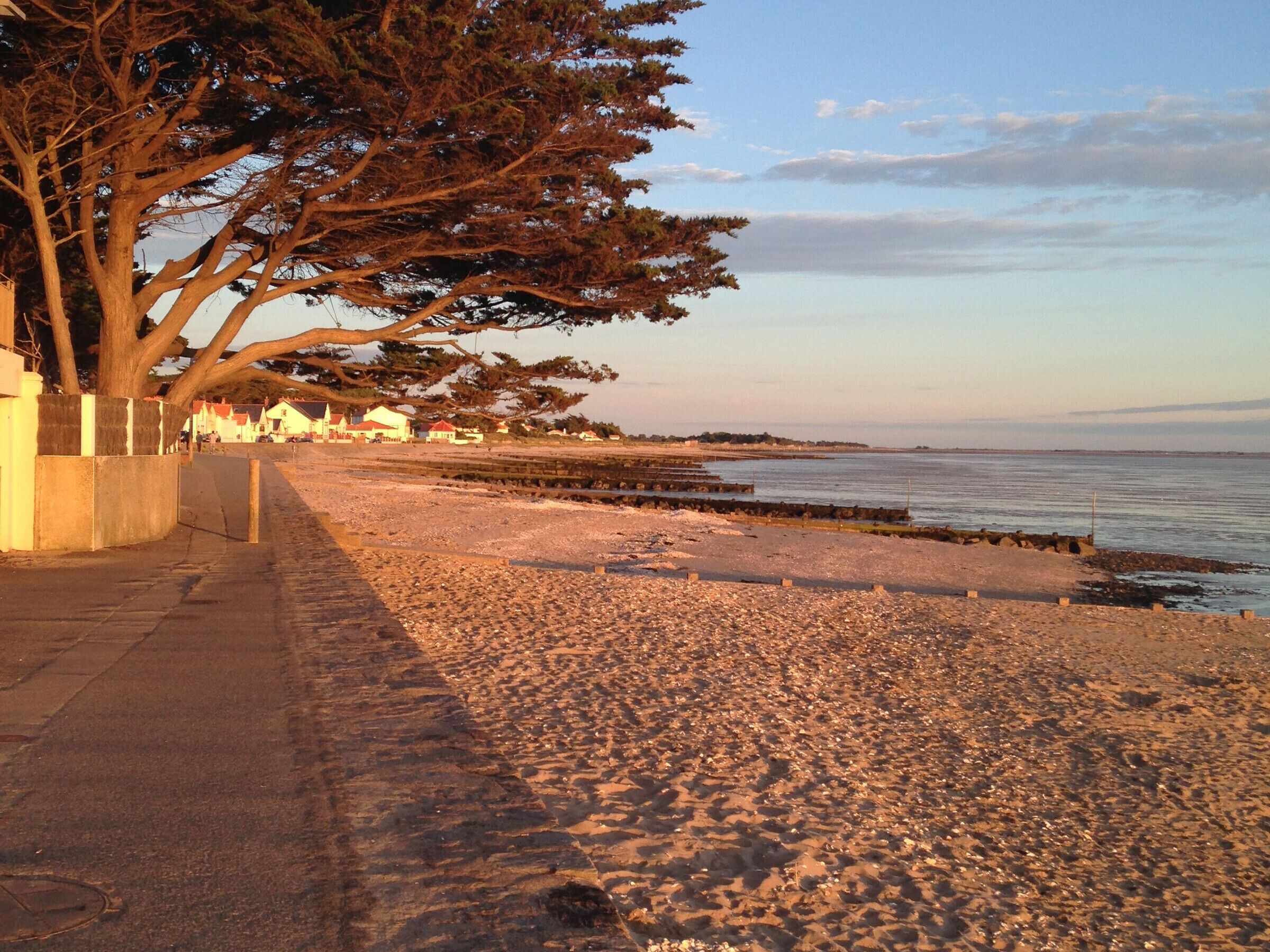 A pebble beach with a wooden walkway, a large tree, and houses in the background.
