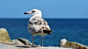 Eine Möwe steht auf einer felsigen Oberfläche, im Hintergrund das Meer.