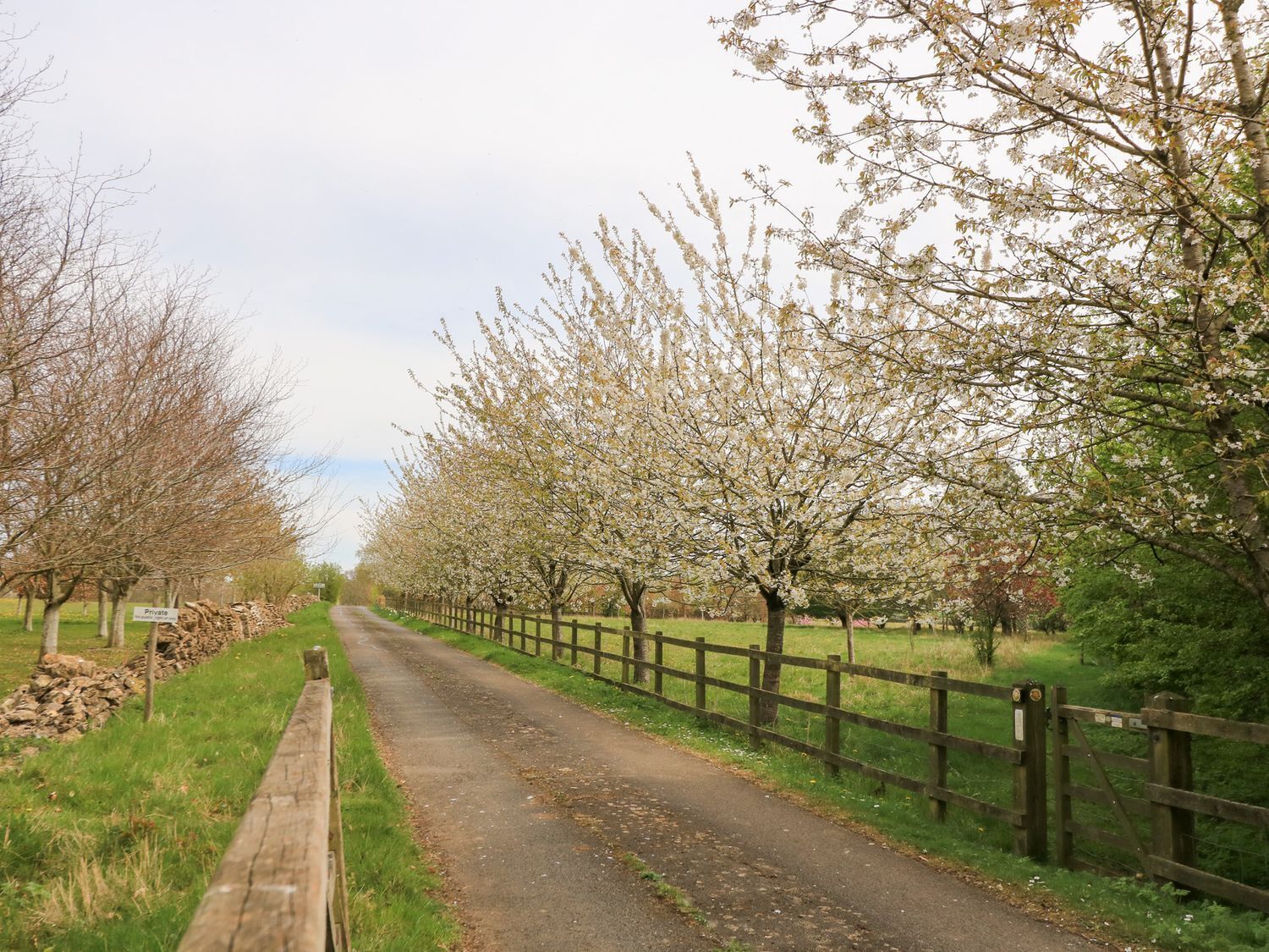 Un camino rural estrecho bordeado por árboles en flor y una valla de madera.