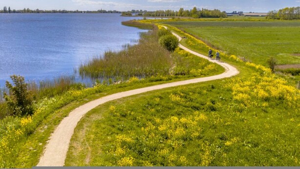 Un sendero pintoresco junto al lago, con un camino de tierra, rodeado de exuberante vegetación y flores amarillas.