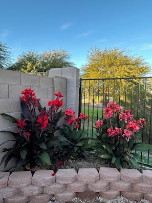 Property grounds - Come relax with your favorite beverage on the covered deck and enjoy Arizona  (San Tan Valley)