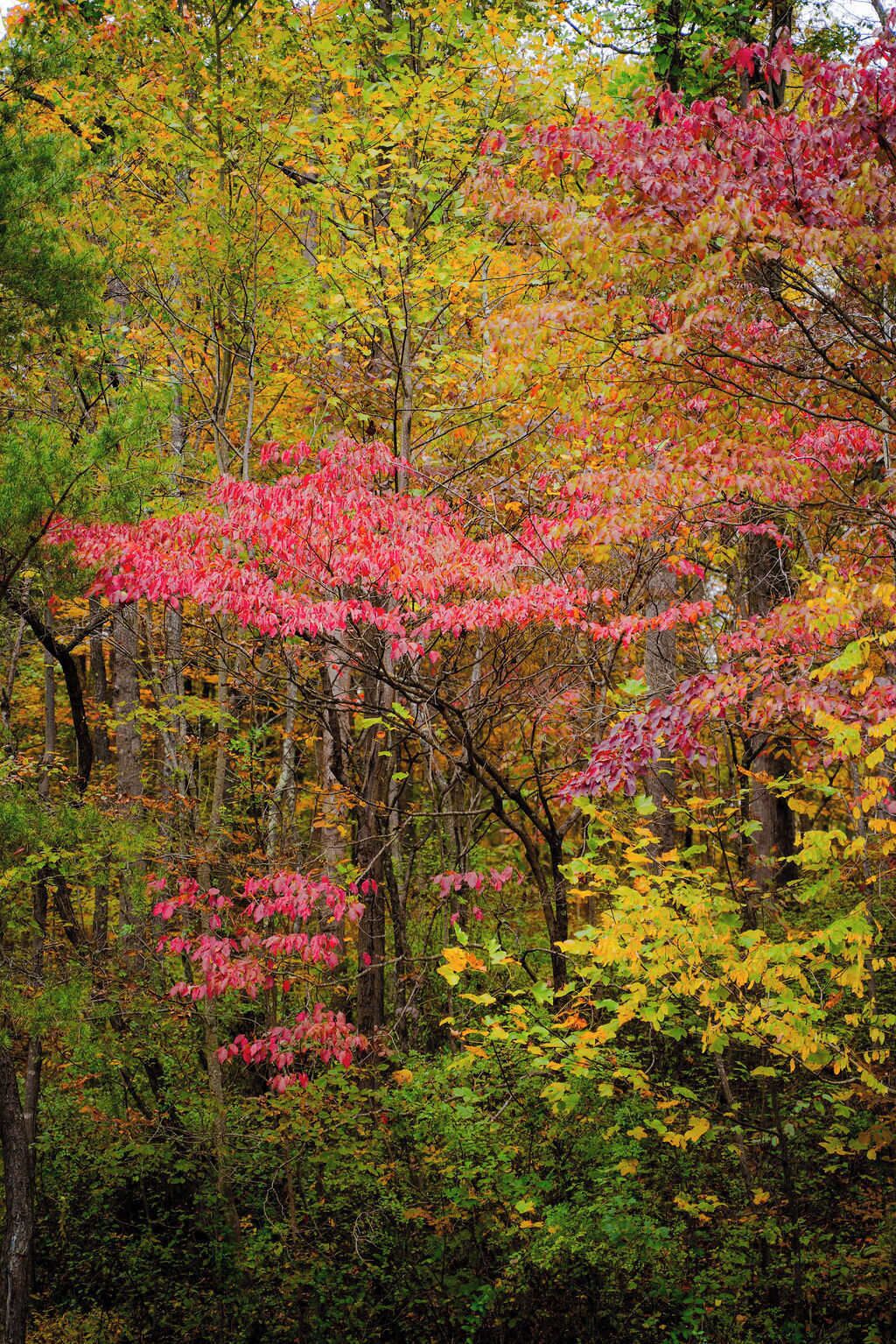 A dense forest with a variety of trees displaying autumn foliage in shades of green, yellow, and red.