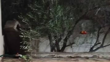 Habitación, patio | Terraza o patio