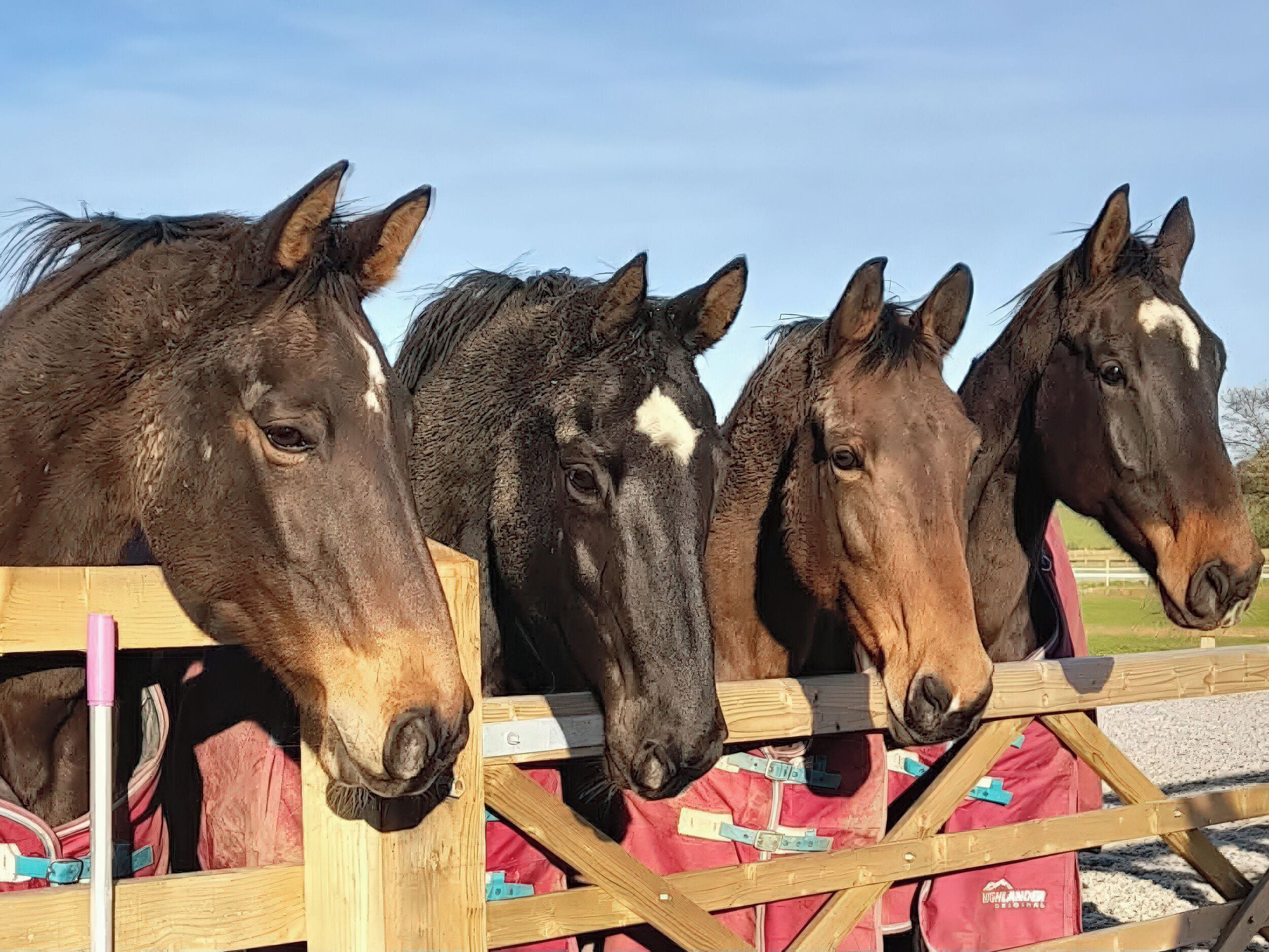 Four horses standing behind a wooden fence.