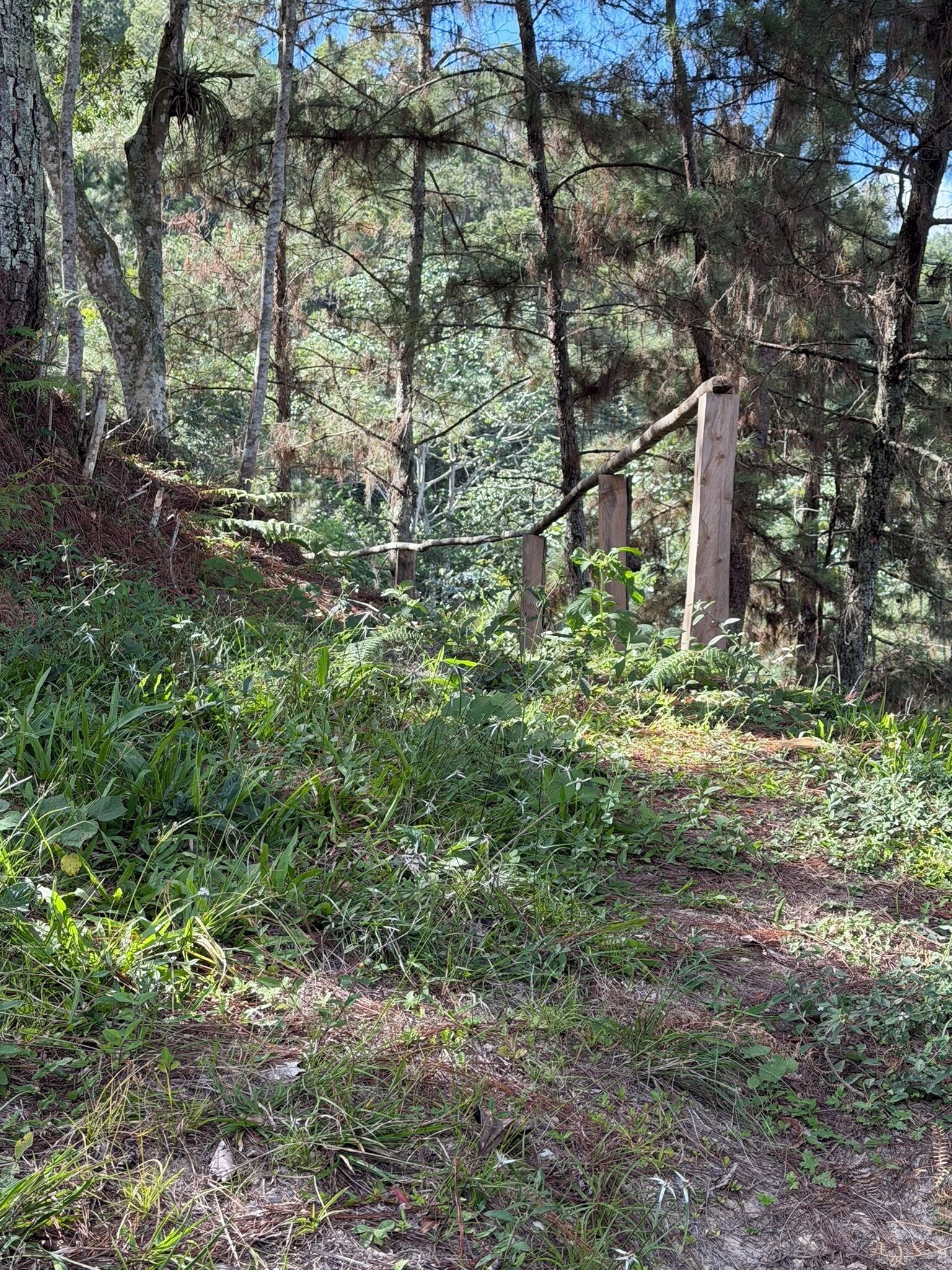 A forested area with a wooden fence and dense undergrowth.