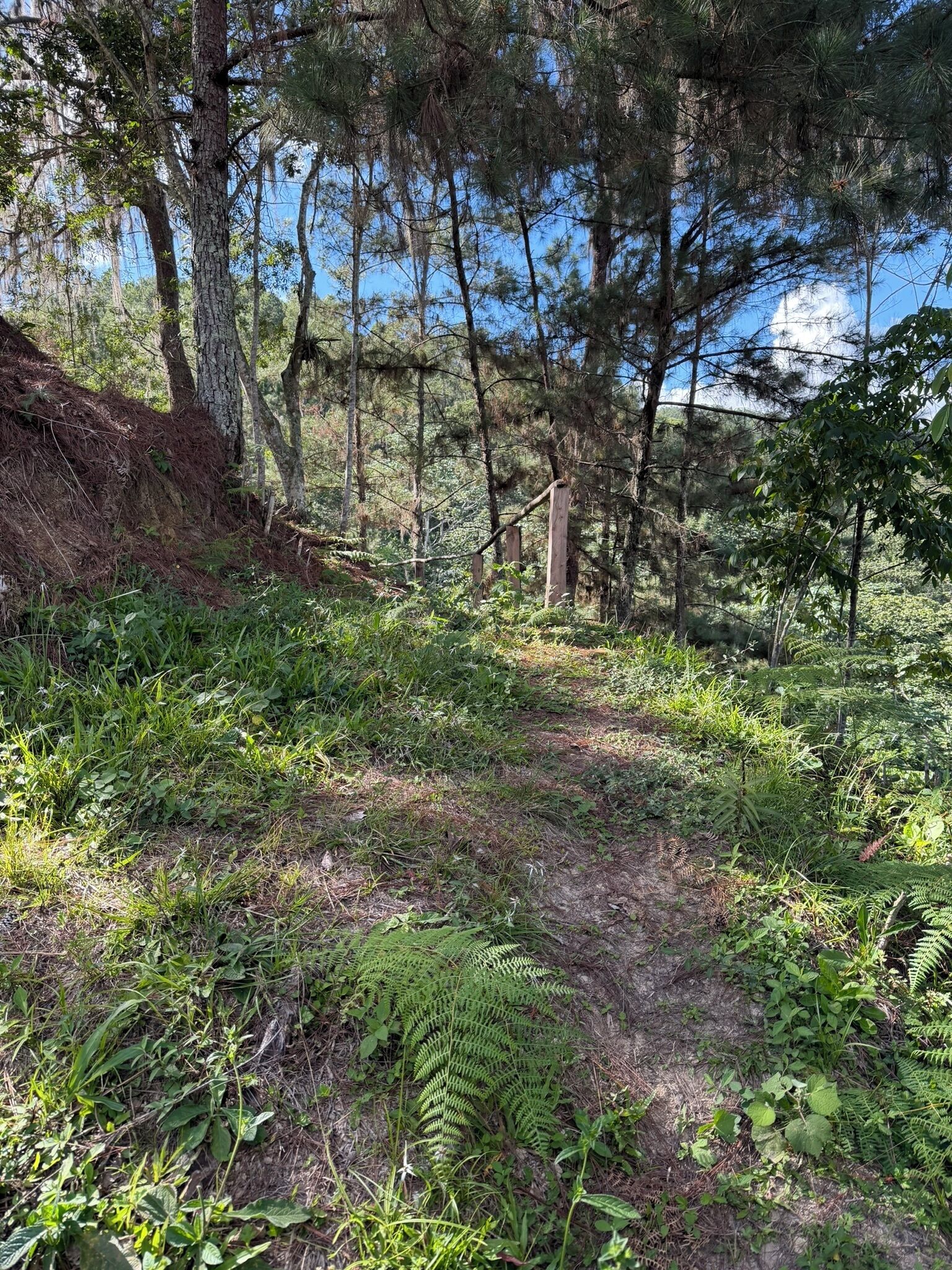 Une zone boisée avec un sentier de terre, des arbres et des fougères.