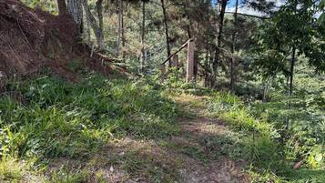 Une zone boisée avec un sentier de terre, des arbres et des fougères.