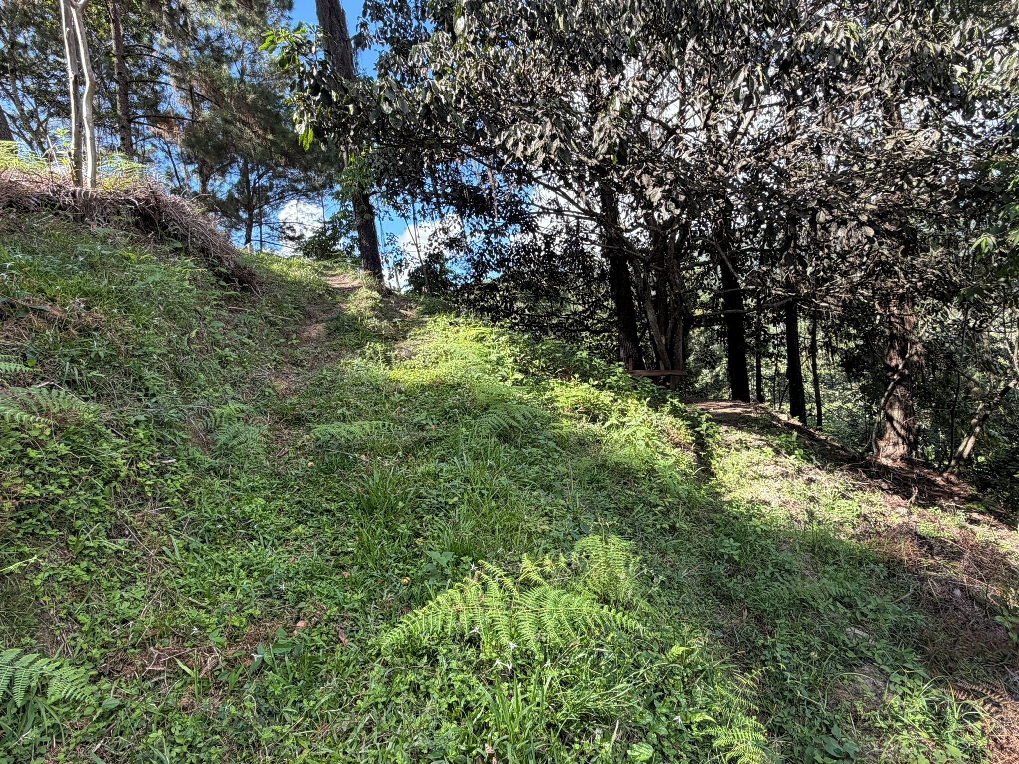 A forested area with a dirt path leading through dense foliage and trees.