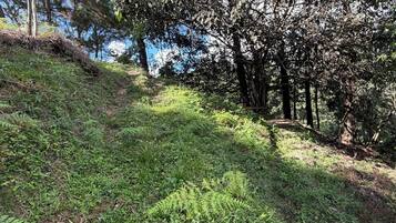 A forested area with a dirt path leading through dense foliage and trees.