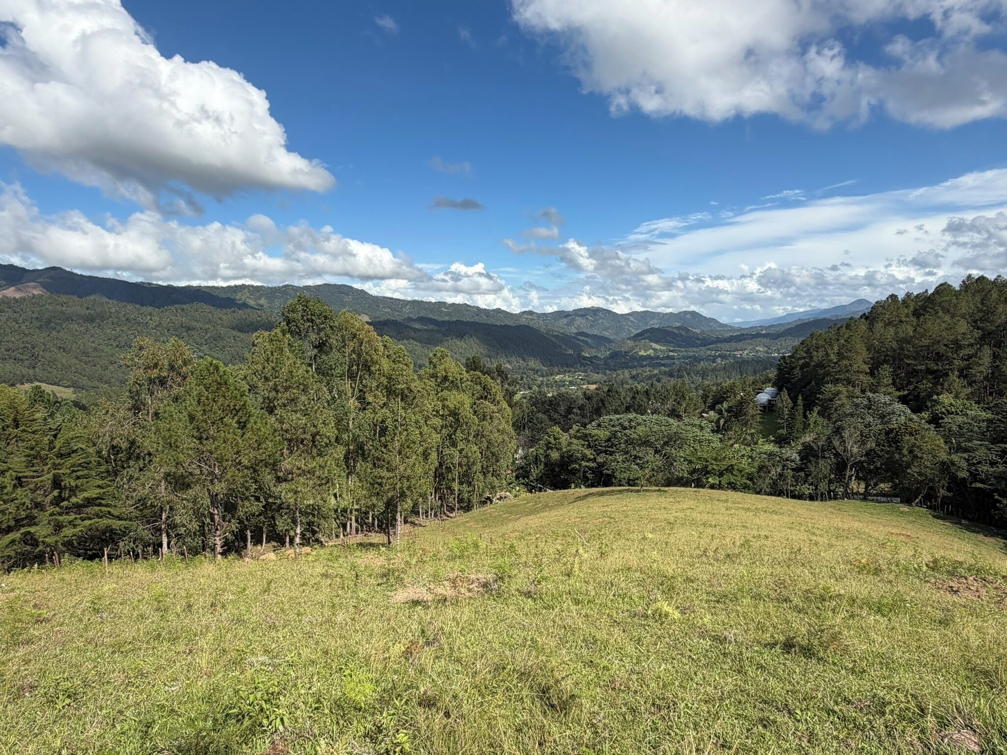 A grassy field with trees and mountains in the background.