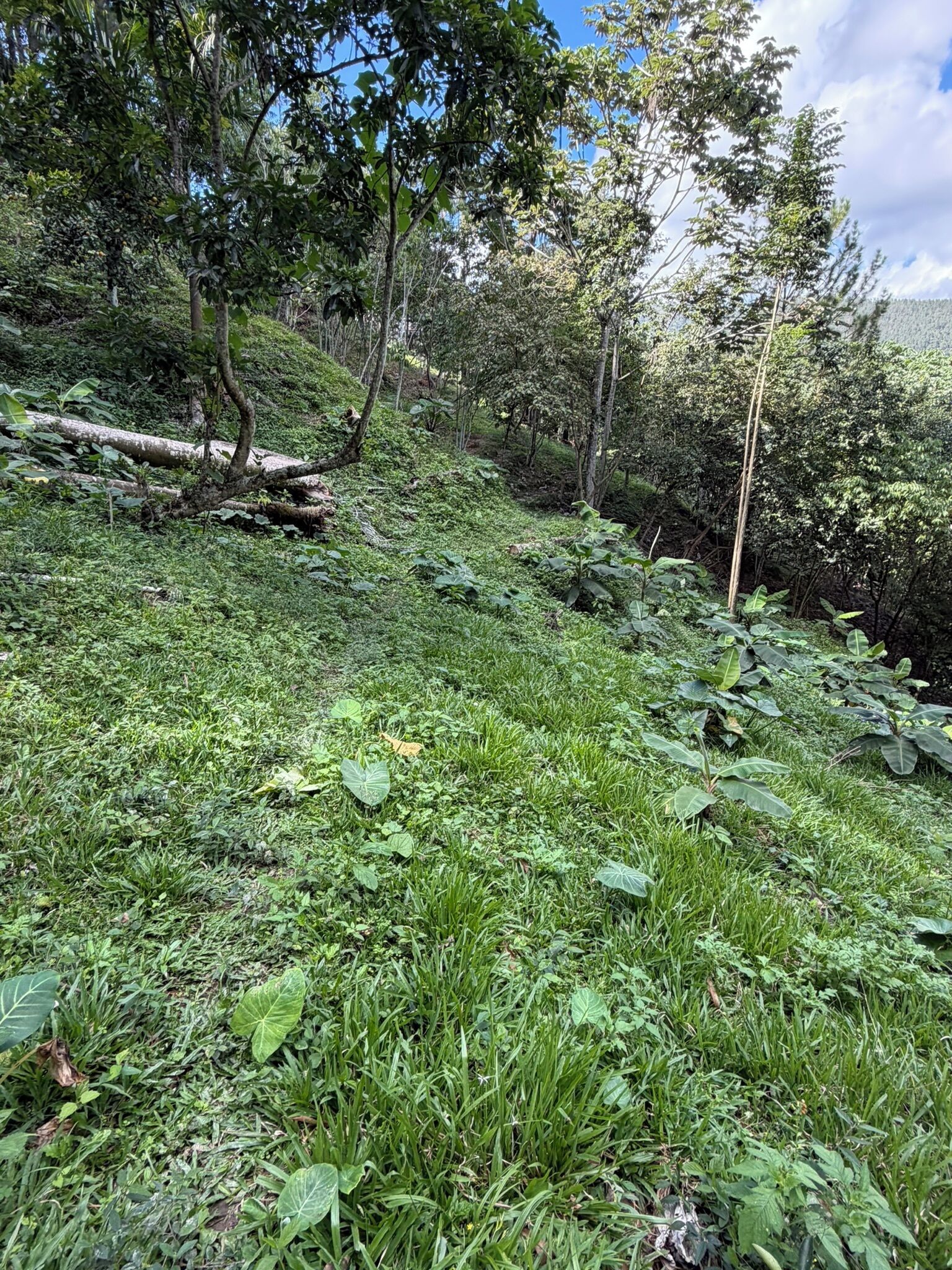 A lush, green landscape with dense vegetation and trees.