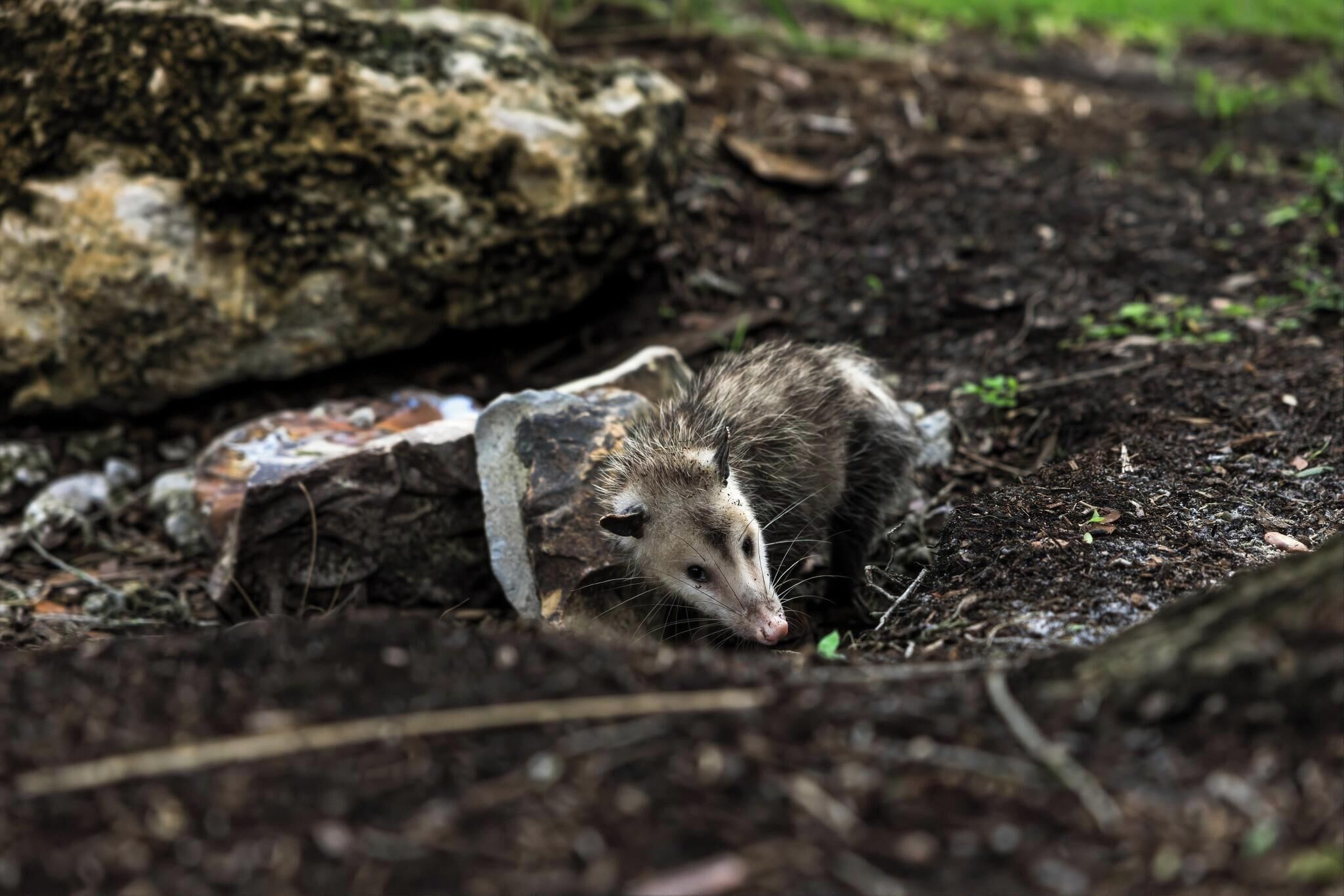 Un animal partiellement dissimulé dans un environnement naturel, parmi des rochers et de la terre.