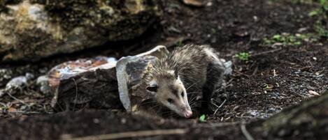 Un animal partiellement dissimulé dans un environnement naturel, parmi des rochers et de la terre.