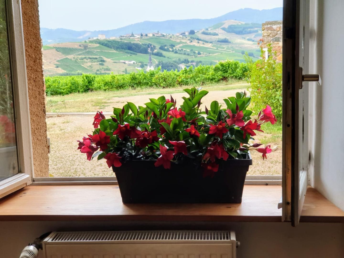 A window with a view of a vineyard and hills.