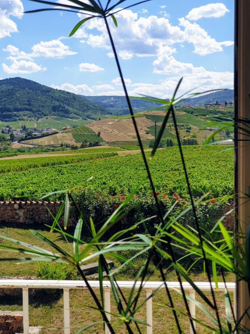 Un vignoble avec des rangées de vignes et un mur de pierre au premier plan.