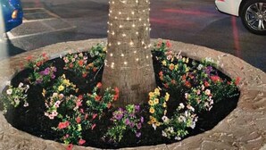 A tree with lights in a planter surrounded by colorful flowers. - Oceanfront Studio with resort amenities (Myrtle Beach)