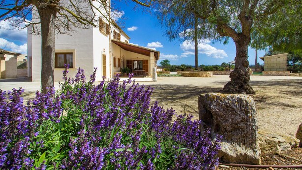 Un bâtiment blanc doté d’un patio couvert, entouré d’un jardin où poussent des fleurs violettes, et un grand arbre se dressant au premier plan.