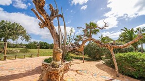 A garden with a unique tree sculpture and a paved walkway. - Cozy home in Santanyi with private swimming pool, can be inside or outside (Santanyi)