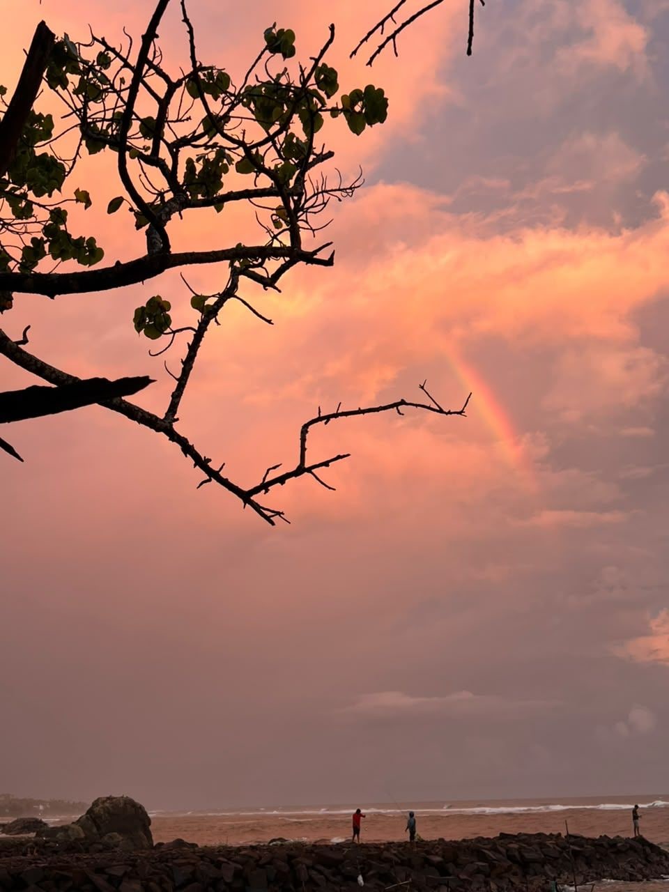 Escena de playa con terreno rocoso y una rama de árbol silueteada contra un cielo al atardecer.
