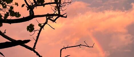 A beach scene with rocky terrain and a tree branch silhouetted against a sunset sky.