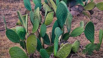 Detalle del exterior