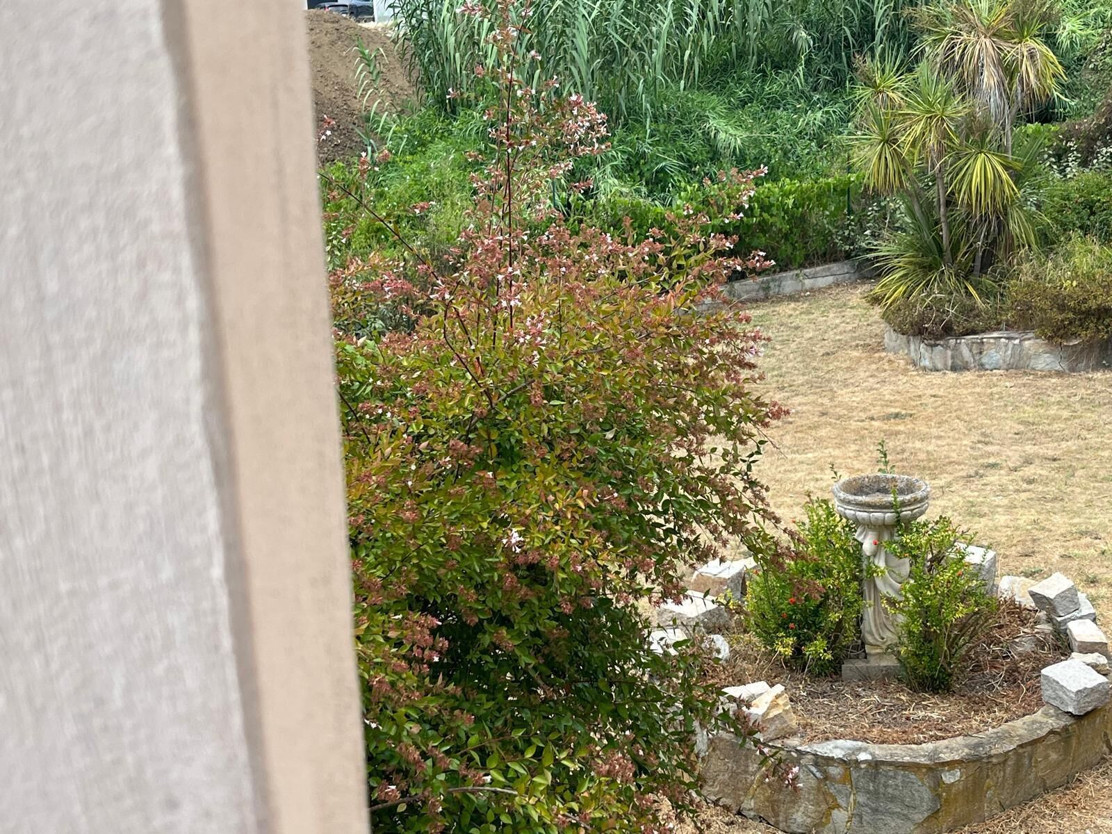 Ein Garten mit verschiedenen Pflanzen und einem Vogelbad.