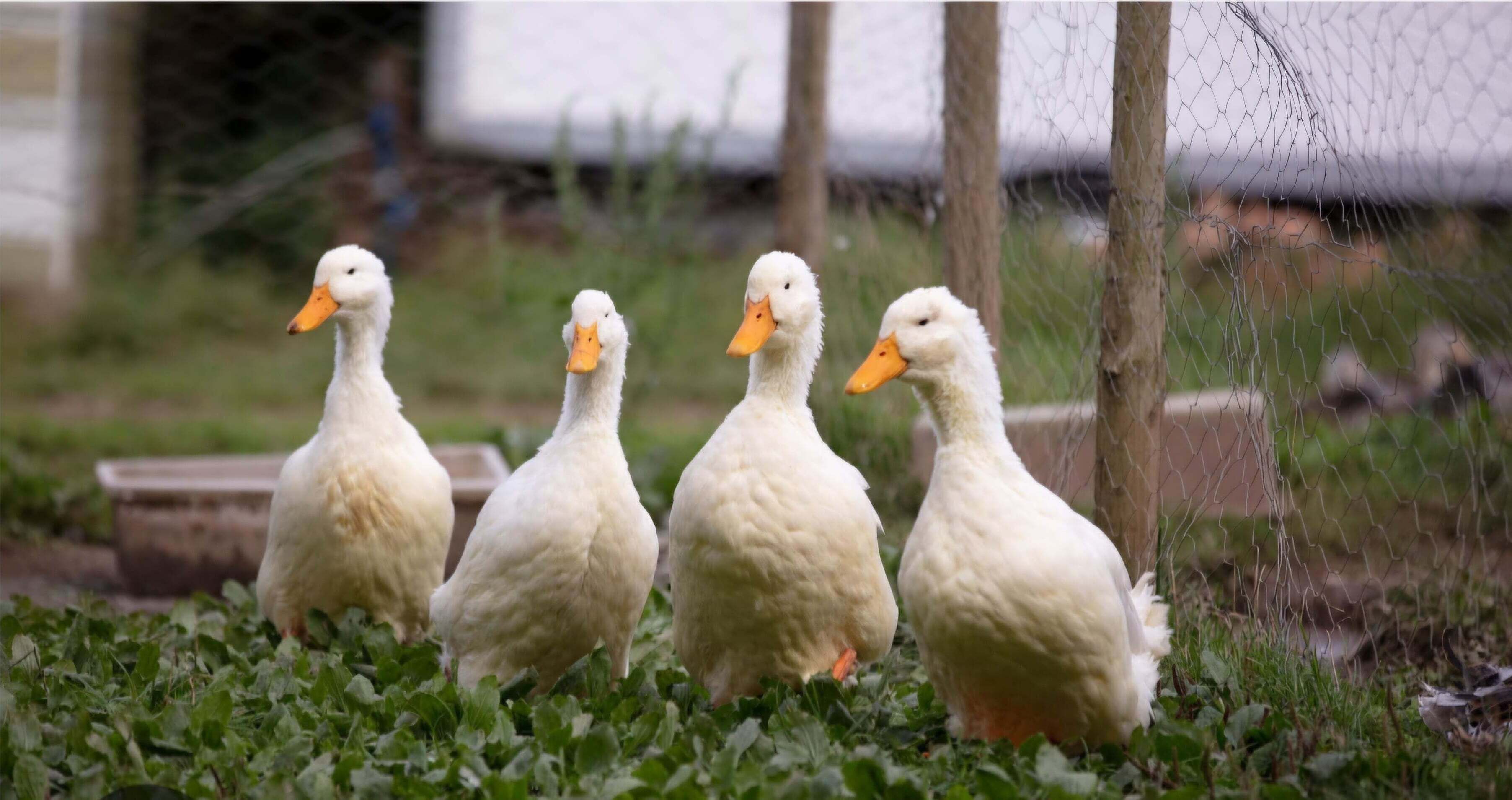 Four white ducks with orange beaks standing on green foliage.