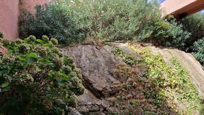 A rocky garden with dense vegetation and a stone wall. - Banyuls-sur-Mer: Sea View Apartment, Terrace, Private Parking, 4 People (Banyuls-sur-Mer)