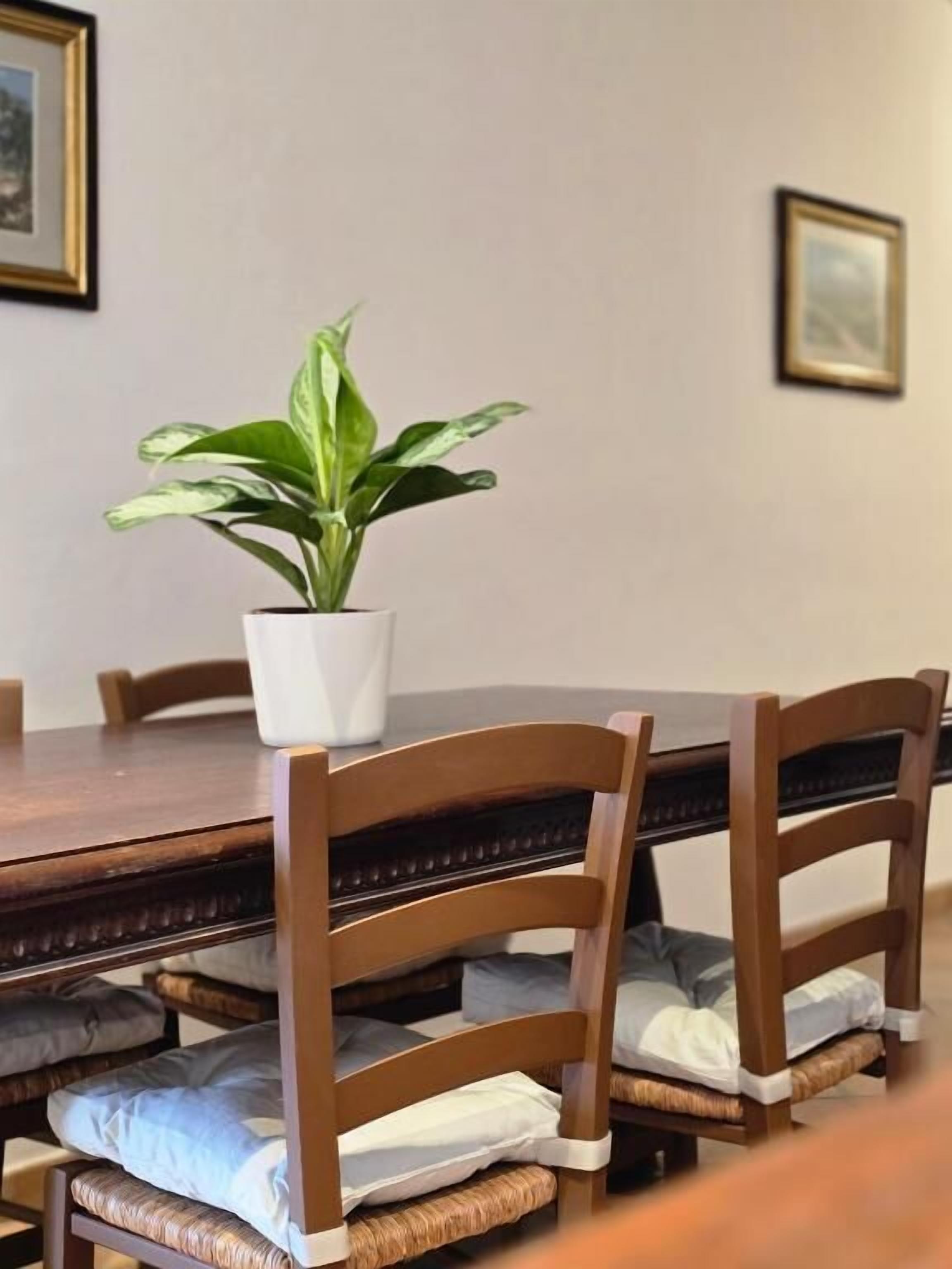 Una mesa de comedor con sillas, una planta en maceta y cuadros en la pared.