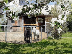 Àrea exterior de l'allotjament