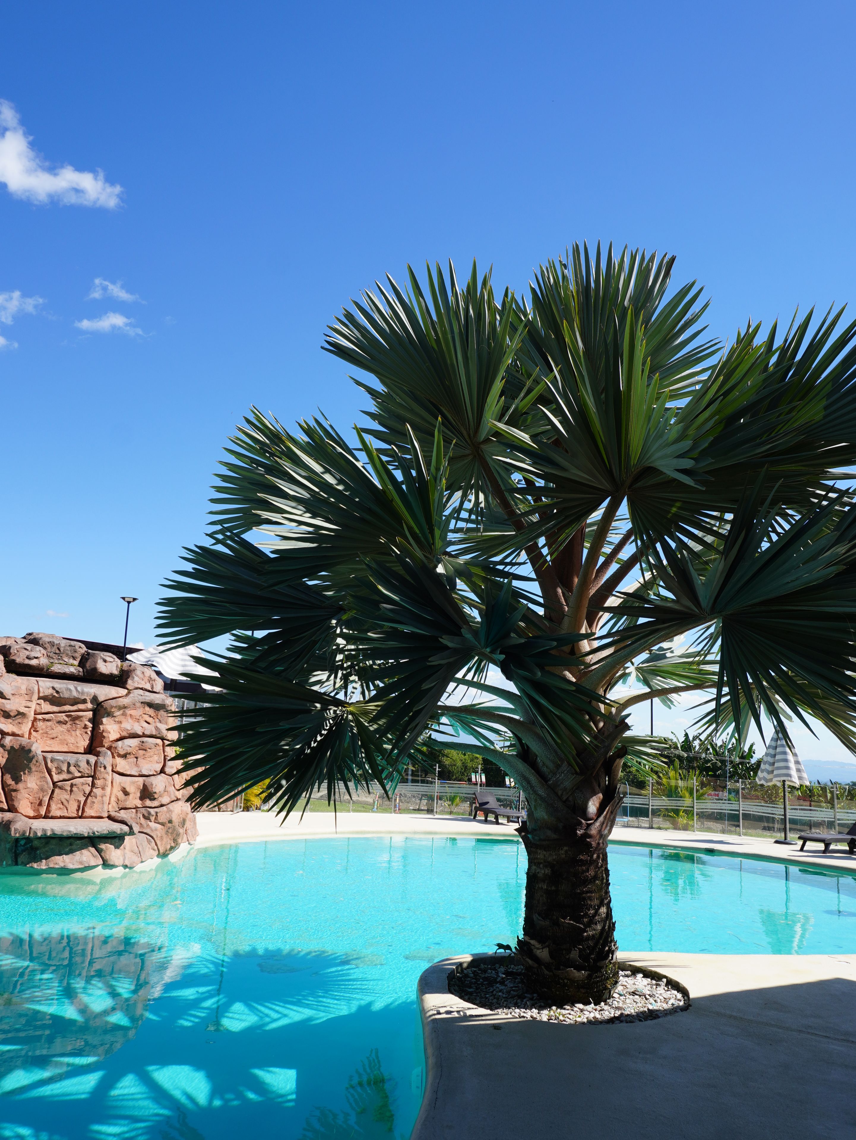 A pool with clear blue water, surrounded by a palm tree and a rocky wall.